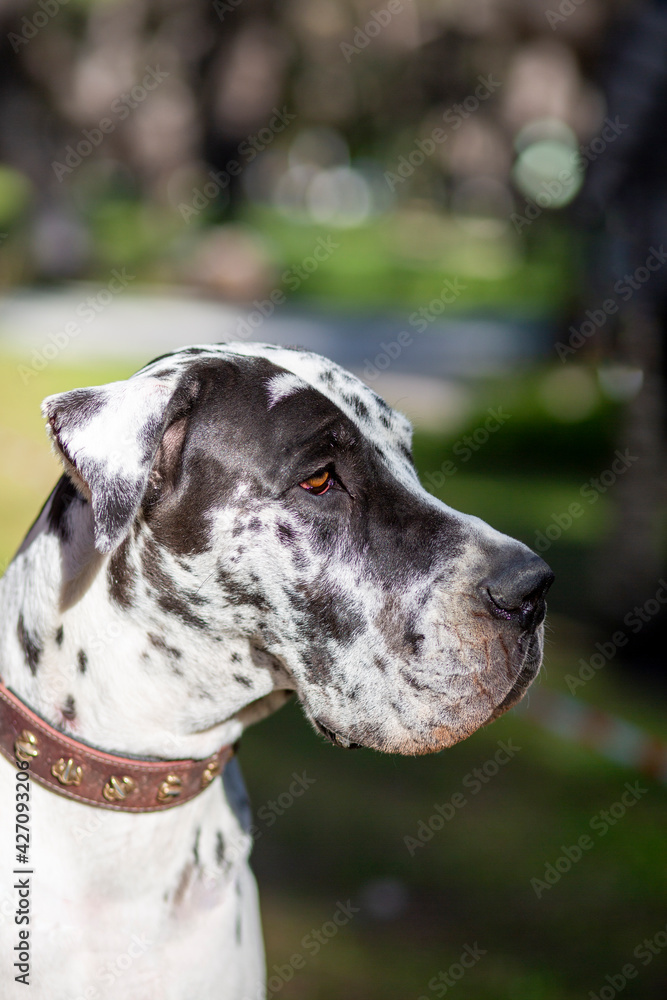 Danua-Great Dane; dog breed developed at least 400 years ago in Germany for use in boar hunting
