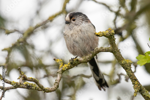 long tailed tit