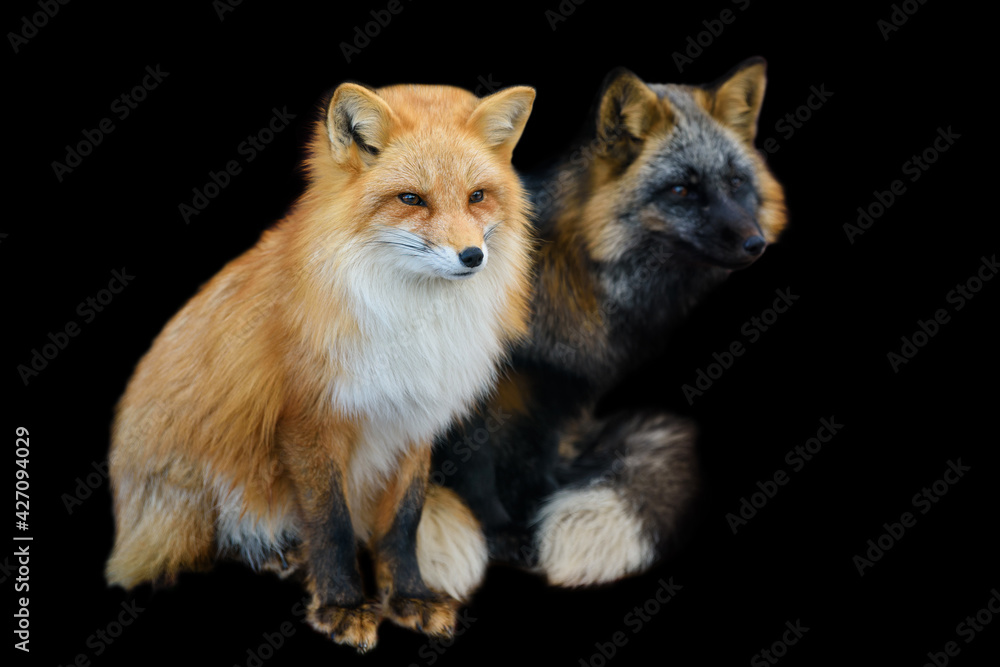 Portrait Red Fox, Vulpes vulpes, beautiful animal on black background
