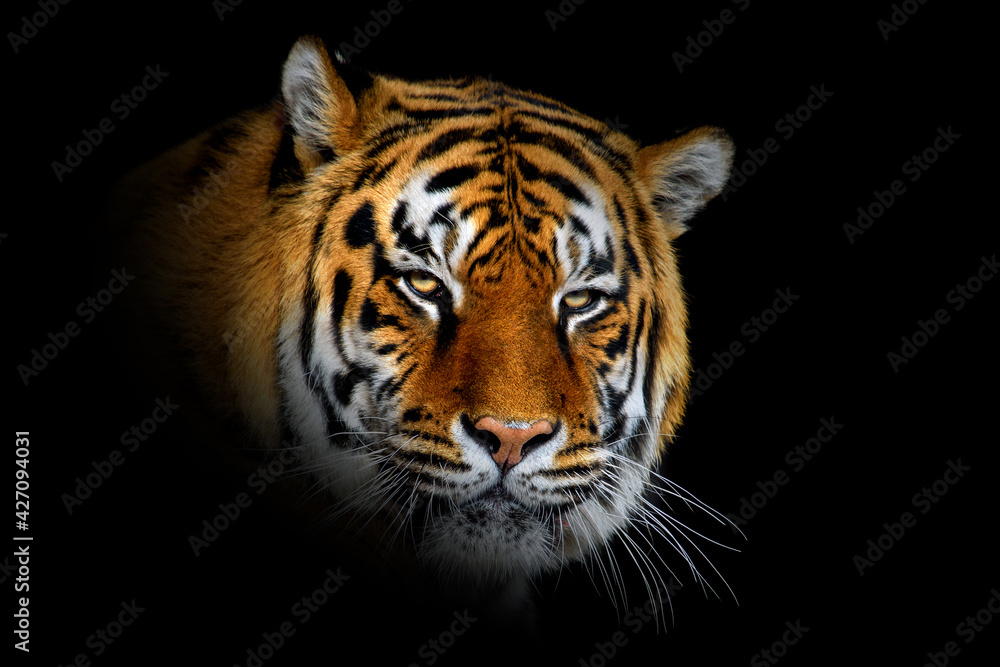 Close up big tiger isolated on black background