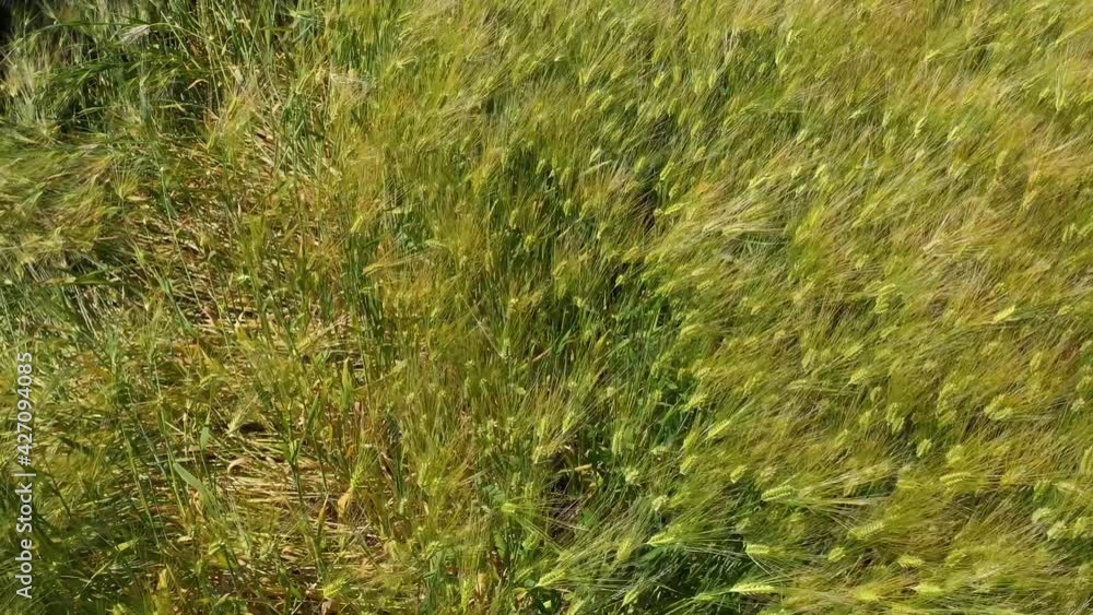 Yellow ears of wheat sway in the wind, background field of ripe ears of wheat Yellow ears of wheat sway in the wind, background field of ripe ears of wheat