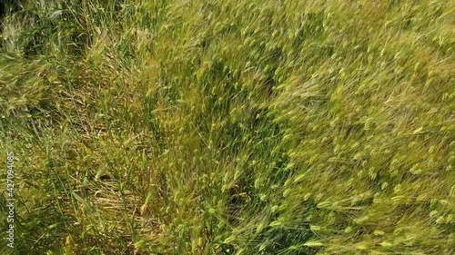 Yellow ears of wheat sway in the wind, background field of ripe ears of wheat