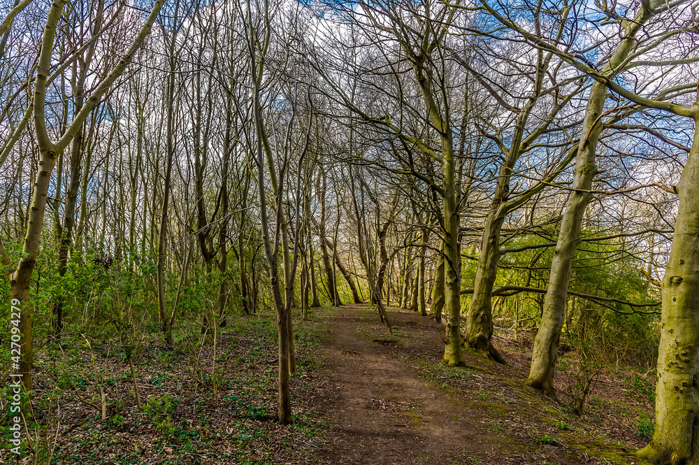 A view down a tree lined path beside a lake in Thrapston, Northamptonshire in springtime