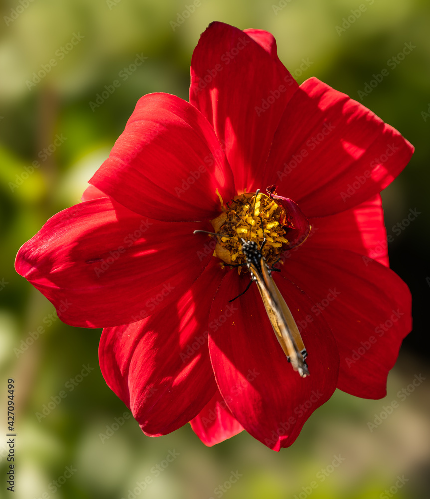 Red dahlia and a butterfly at sunrise Red dahlia and a butterfly at sunrise