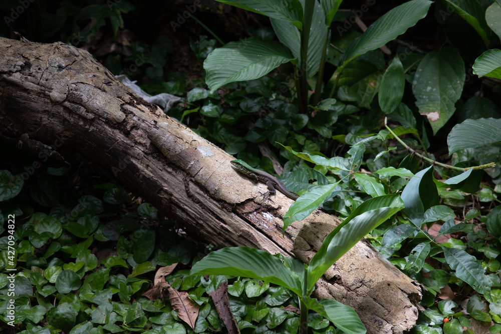 Lézard en forêt Lézard en forêt