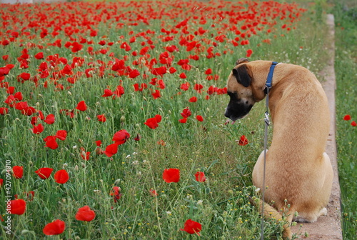 Black Mouth Cur Dog and Poppy Flowers photo