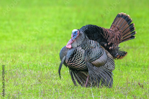 Wild Turkey in field