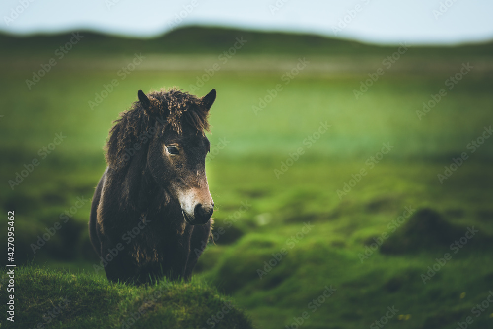 Fototapeta premium Iceland