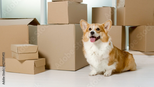 A Cute Dog Sitting Near the Big Boxes. The Relief of Life by the Help of New Technologies With Online Shopping. A Quick Delivery. A Delivery of Orders From Online Shops. Buying by the Internet. photo