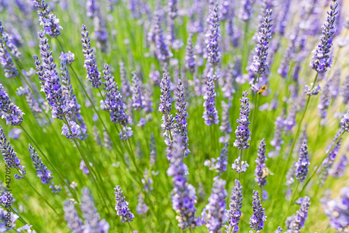 Close-up of organic lavender flowers with bees in a lavender farm