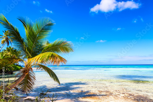 Palm trees on the caribbean tropical beach. Saona Island  Dominican Republic. Vacation travel background