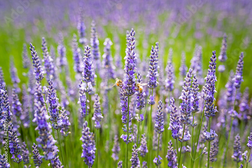 Close-up of organic lavender flowers with bees in a lavender farm