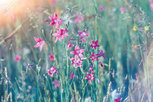 Nature abstract background wild blossoming lilac flowers inт meadow soft focus. Beautiful summer landscape, toned turquoise © olmax1975