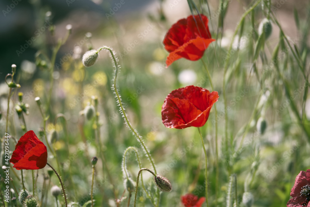Fototapeta premium Red common poppy flower opposite blurred floral background. Close-up of red poppies inflorescences and poppy bulbs