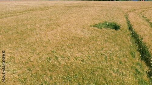 Farm and wheat fields. Home plot, Grain plantation on a sunny day