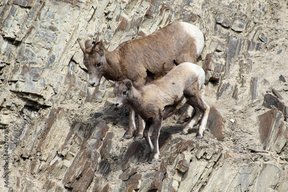 Mom and baby bighorn sheep scaling cliff mountains