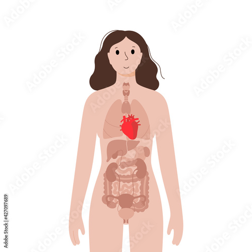 Internal organs in female body