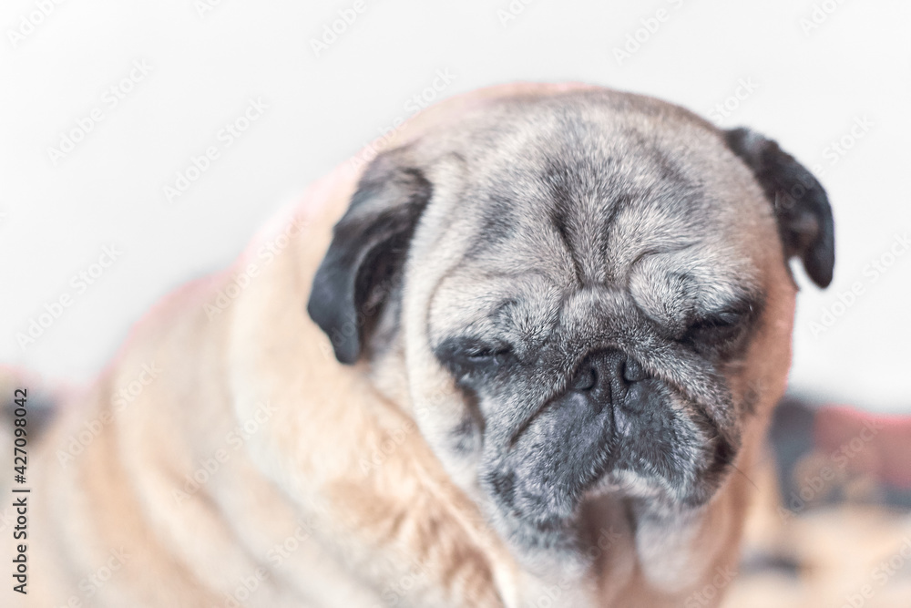 Cute pug try to sleep in sitting pose during the day.