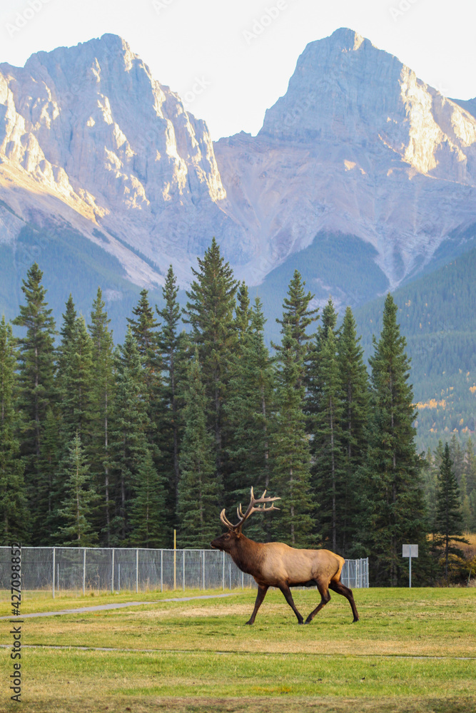 Bull elk walking in field surrounded by mountains