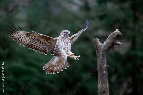Common Buzzard (Buteo buteo) flying in the forest of Noord Brabant in the Netherlands. Green forest background