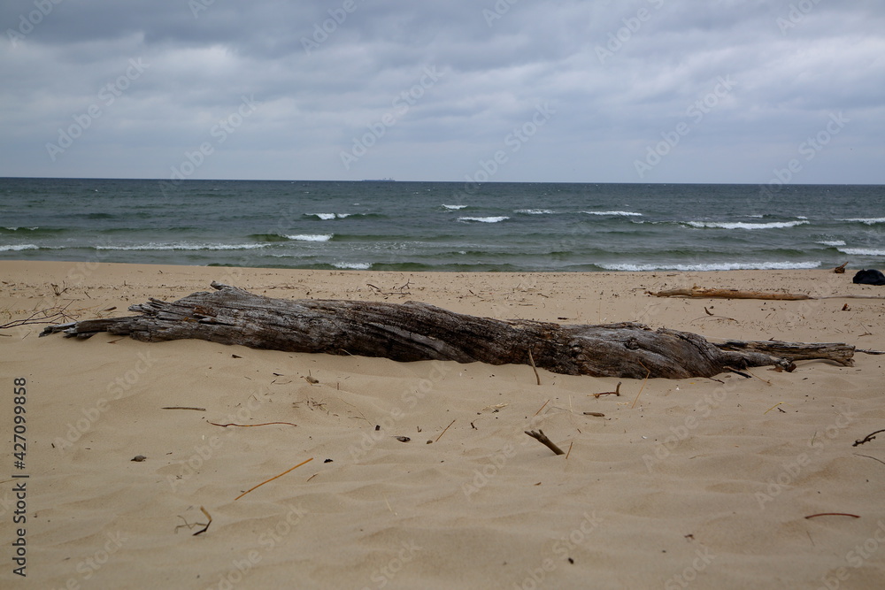 beach and sea, nobody, dead tree trunk, cloudy weather beach and sea, nobody, dead tree trunk, cloudy weather