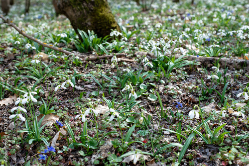 Snowdrops flowers in spring forest