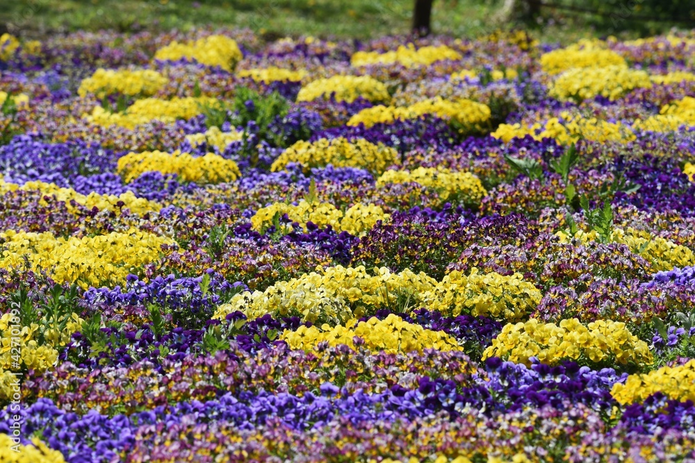 Viola in full bloom in a botanical park that looks like a carpet of flowers. Viola in full bloom in a botanical park that looks like a carpet of flowers.