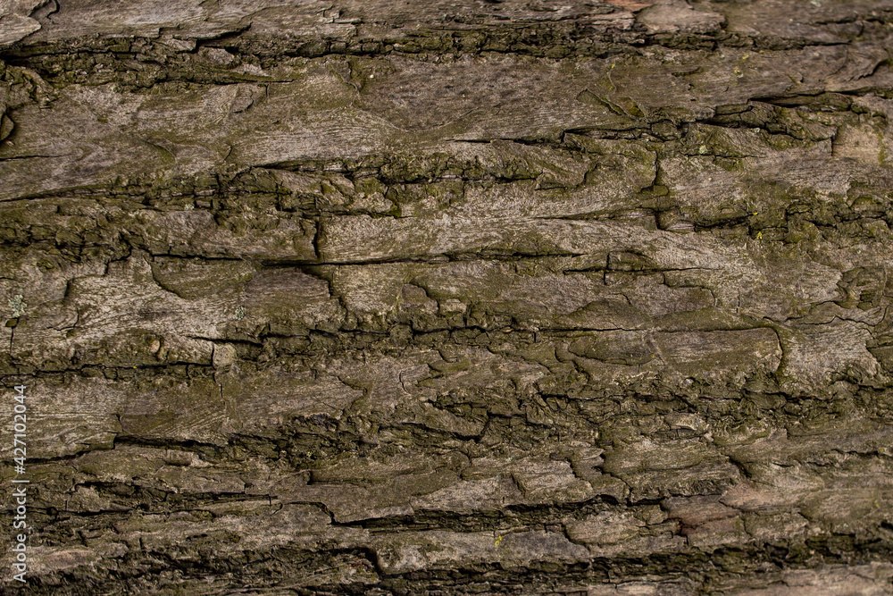Old wood bark texture background image Old wood bark texture background image