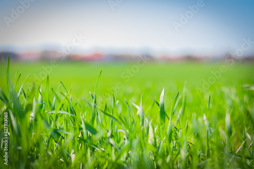 fresh green grass on the rural field close up
