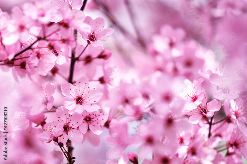 Cherry blossom in spring beautfiul pink blooming flowers Cherry blossom in spring beautfiul pink blooming flowers