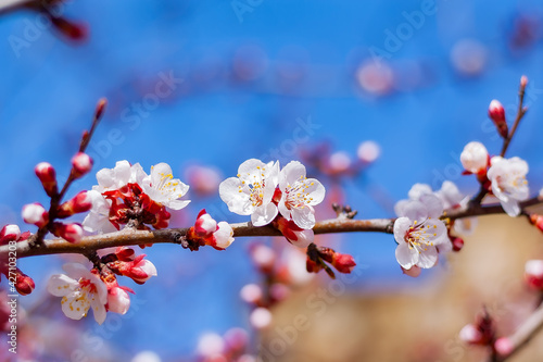 white flowers on a branch of a fruit tree in the garden against a blue sky