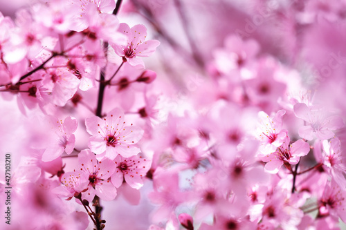 Cherry blossom in spring beautfiul pink blooming flowers