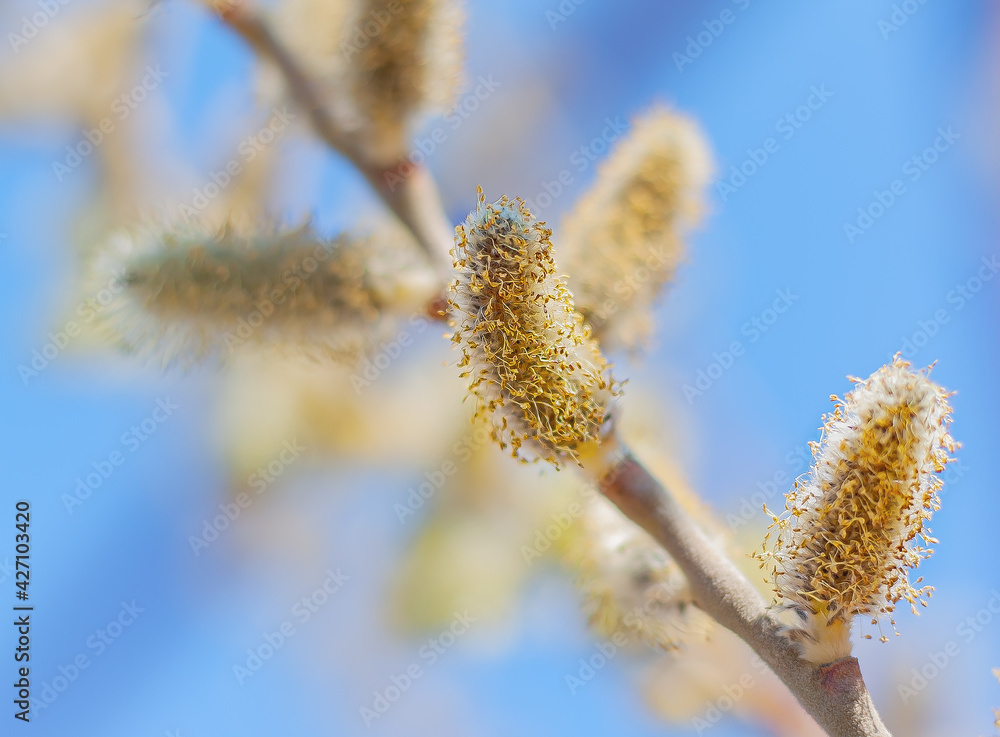 blossoming pussy-willow buds in the garden blossoming pussy-willow buds in the garden