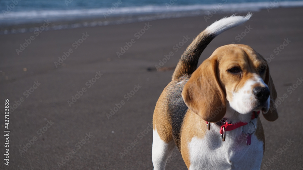 Perrita Beagle 1 año playa