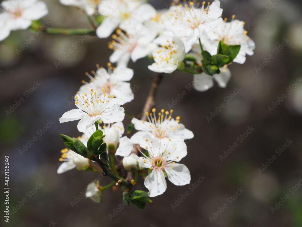 Spring flower on tree with bee Spring flower on tree with bee