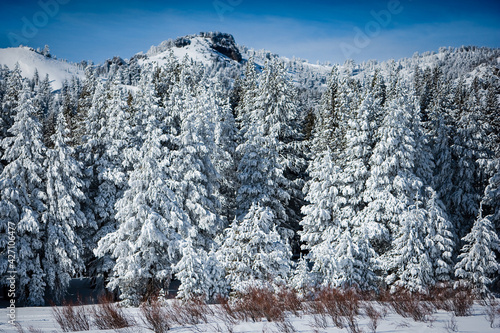 Snowy Pine Trees