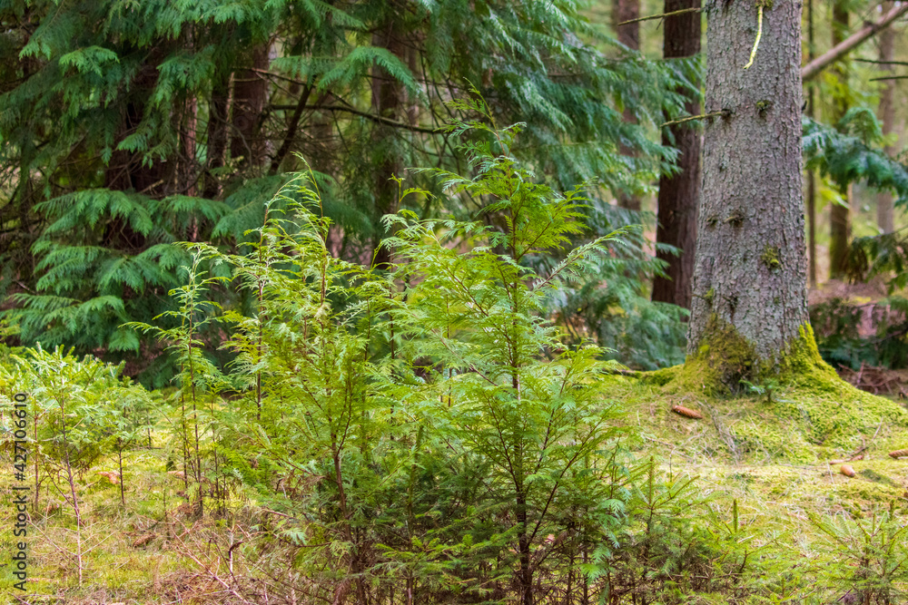 fern in the forest fern in the forest