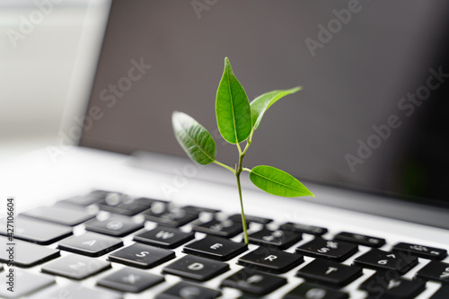 Laptop keyboard with plant growing on it. Green IT computing concept. Carbon efficient technology. Digital sustainability 