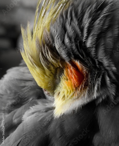 Close up of a cockatiel