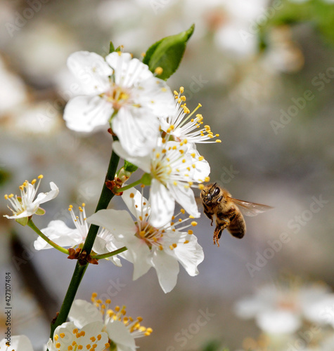 Spring flower on tree with bee © Detlev
