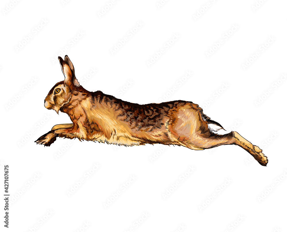 Fototapeta premium Hare, rabbit from a splash of watercolor, colored drawing, realistic. Vector illustration of paints