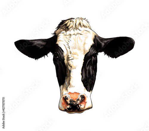 Black and white cow head portrait from a splash of watercolor, colored drawing, realistic. Vector illustration of paints