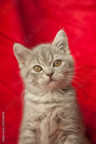 the kitten sits on a red velvet carpet and looks at foreign objects. Beautiful kitty. home pet