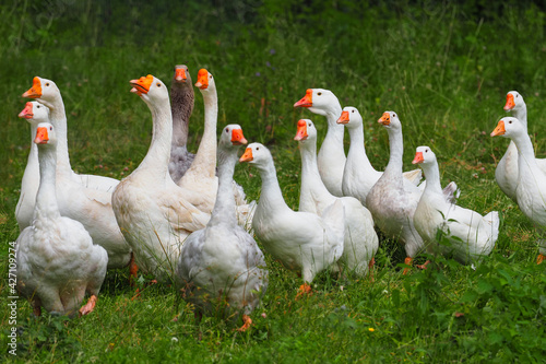Geese in the grass, domestic bird, flock of geese. Flock of domestic geese. Summer green rural farm landscape