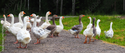 Geese in walk, domestic bird, flock of geese, panoramic view. Flock of domestic geese. Summer green rural farm landscape