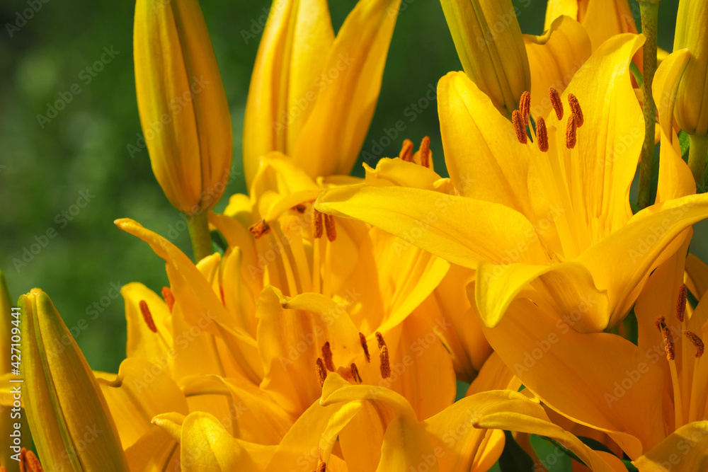 Yellow lily flowers. Hemerocallis or lemon lily, yellow daylily, hemerocallis flava. Lilium parryi