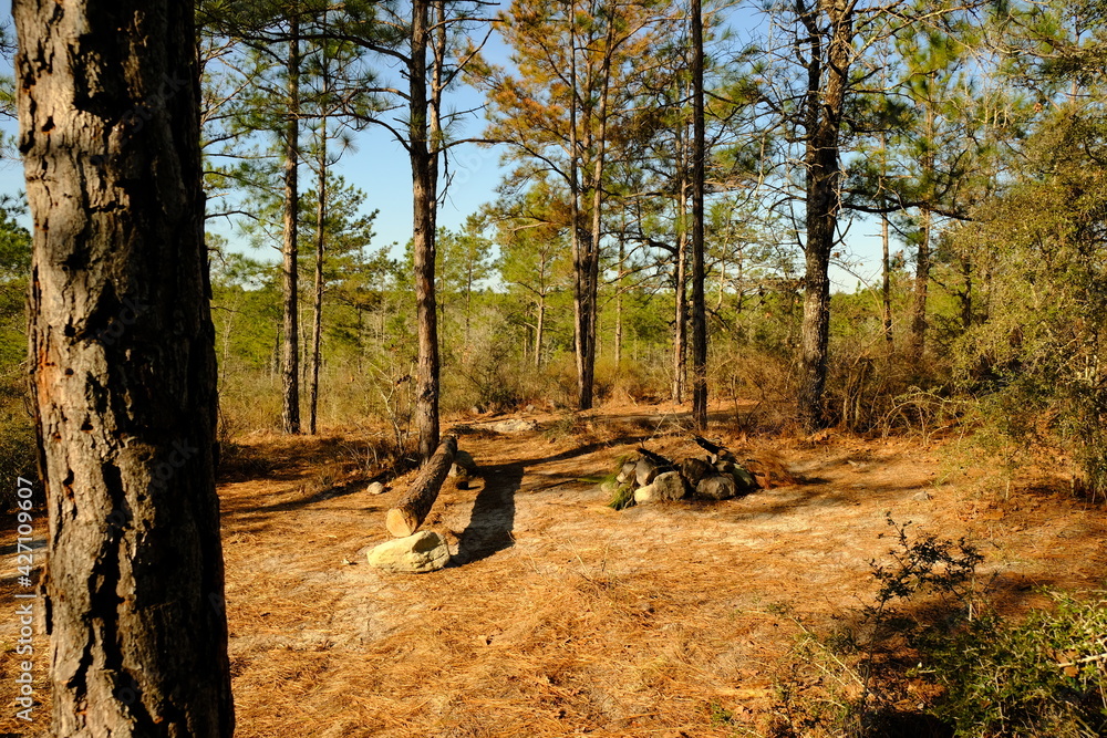 Backbone Trail Campsite Kisatchie National Forest Backbone Trail Campsite Kisatchie National Forest