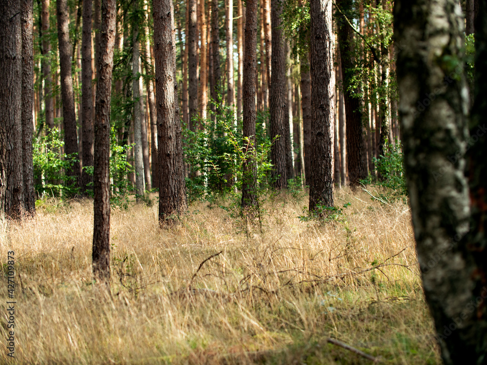 Naklejka premium Coniferous trees and grasses in the forest during late summer.