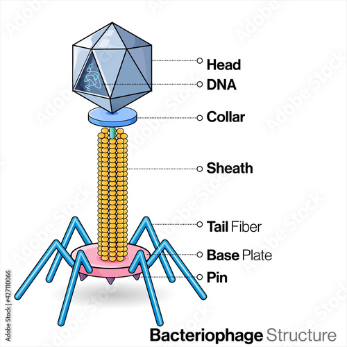 illustration of Bacteriophage.