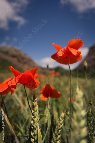 red poppies in wheat field with cloudy sky